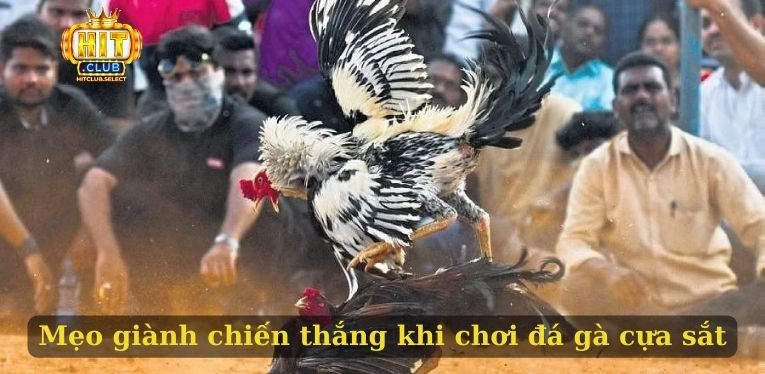 Mẹo giành chiến thắng khi chơi đá gà cựa sắt